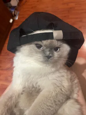 Beautiful Cat for Adoption