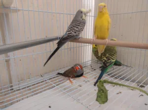 5 birds with cage and food