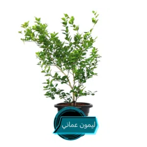 عرض تخفيض حتى نفاد الكميه الشتله (ريال فقط)