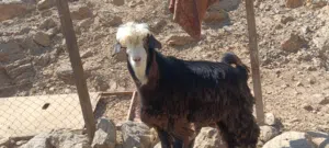 حلال للبيع جدايه سمينات للذبح تبارك الله الرحمن مطعومات طعام حل وعرموج للتربية وجدايه للذبح والتربية