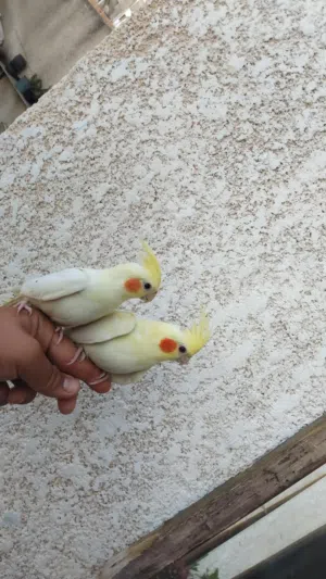 كوبية كوكتيل مروطات نص ترويط