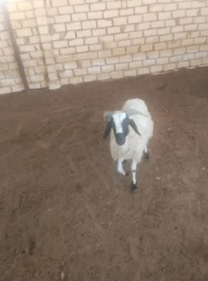 خروف عمر 8شهور حواله او كاش