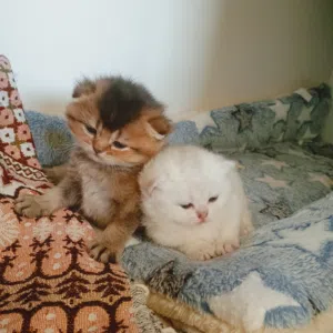 luxury pure top breed golden and silver chinchilla ny11 kittens ... with pedigree