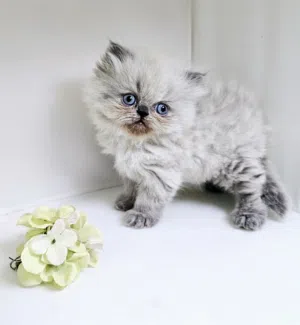 Himalaya cat هملايا