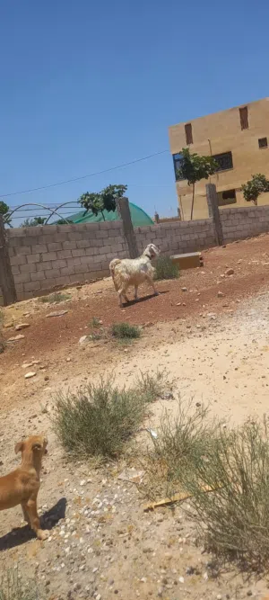 عنز للبيع ضخامه