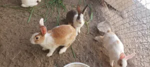 ارانب محلية بي صح جيده منتجات حجمهم كبير