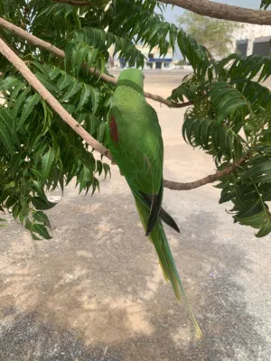 للبيع بغبغاء النيبالي