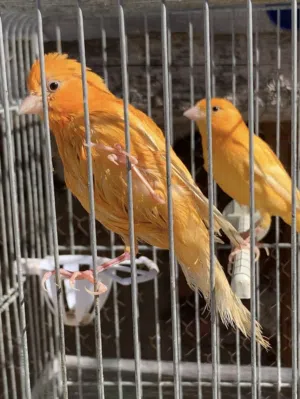 جوز ومخلف اقرأ الوصف