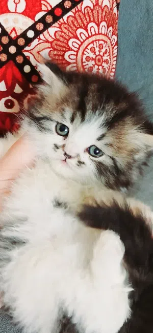 kittens Persian bure 46 days used litter box