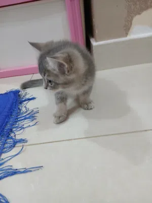 قطة بريتيش