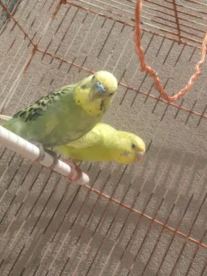 كوبية بقلينو ماشاءالله