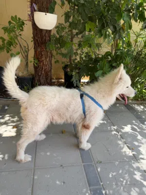 Purebred Samoyed Looking for a Loving Forever Home – 5 Years Old