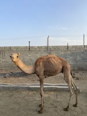 قعود عماني للبيع