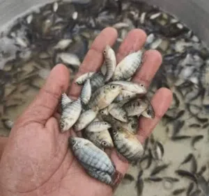 اسماك البلطي