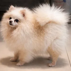 Russian Female Pomeranian