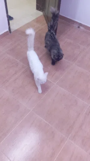 للتبني ذكر وانسي