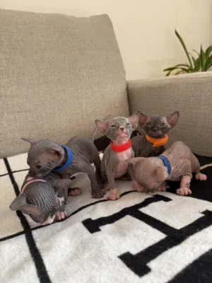 Sphynx kitten