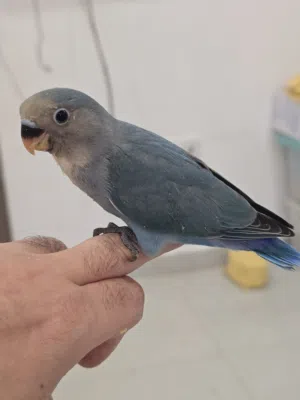 للبيع فراخ لفبيرد روز عمر شهر الطير على 12 دينار Lovebird chicks for sale, one month old, price p