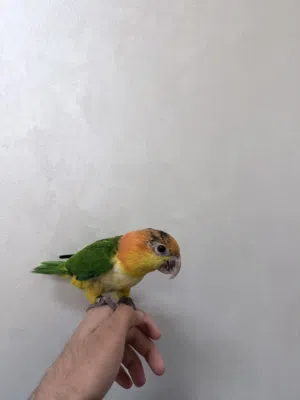 كايك وايت بيلي