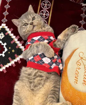 قط ذكر لطيف من فصيله short hair british