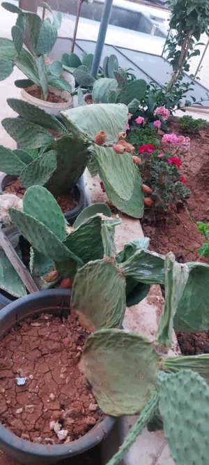 صبار بلدي مثمر