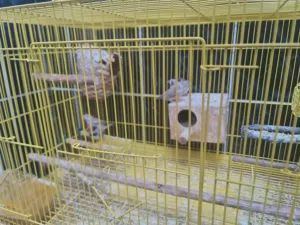 Five Zebra Finches with Cage!