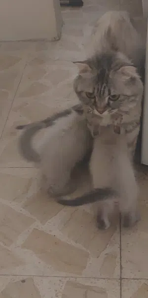 قطط سكوتش فولد مكس شانشيلا