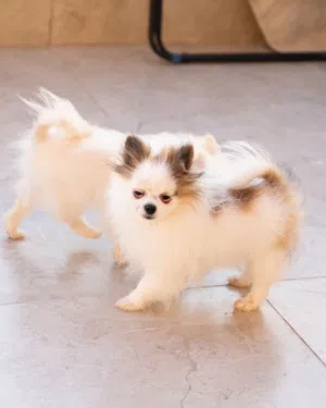 جـــــــــرو بومـــــــــيرنيان جرو يتمتع بذكاء عالٍ