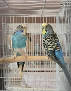 local bluebudgies