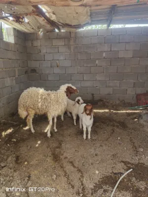 سلام عليكم نعمه كريشيه مال جني ورها توم اول بطن