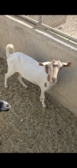 اغنام للتربيه السعر للكل