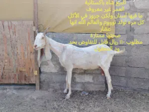 أغنام للبيع