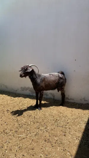 عنز من حلال السرح