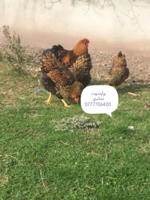 بيض وصوص من الانواع التالية