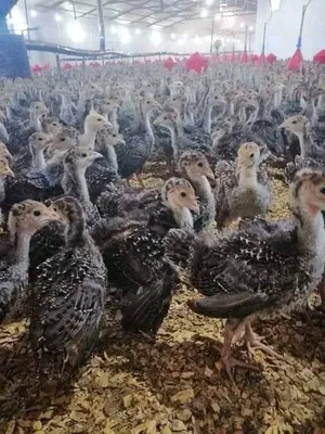 Chickens0