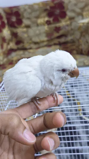 السلام عليكم ببغاء كويكر ابيض عيون حمر عمرة تقريباً شهرين بعدة زق