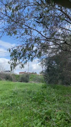 Commercial Land for Sale in Jenin AlJabriaat