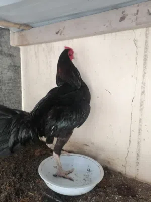 ديگ بكستاني