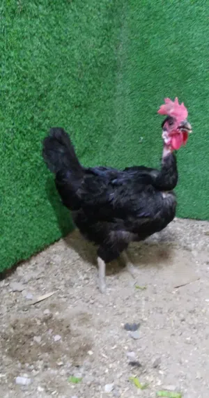متاح دجاجه سوده طلك سيافي وديج أبيض سيافي مرتب