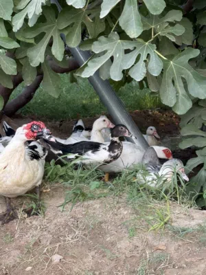 بط مصري للبيع