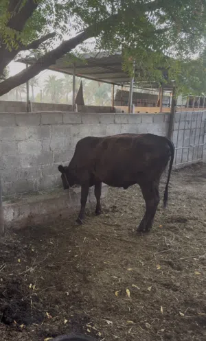 بقره عشار بكر باكستانيه جرسي