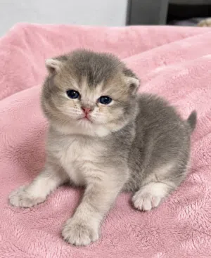 British/scottish Lilac kittens .