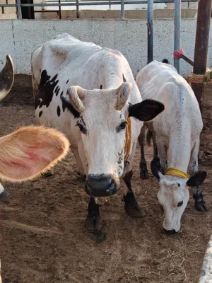 5 month Pregnant cow with 2 calf for sale,