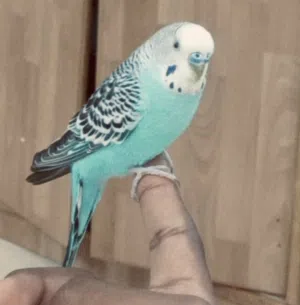 ذكر حب نص اليف وشغال