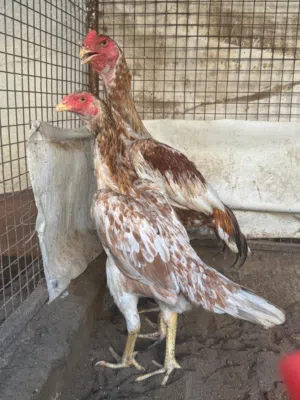 دجاج ودياكه شامو ألماني بيووور