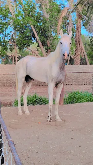 للبيع حصان مخصي هادي أطفال