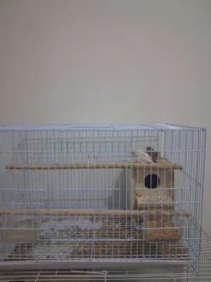 للبيع زوج زيبرا وي كلشي حط السعر عجبني شيل