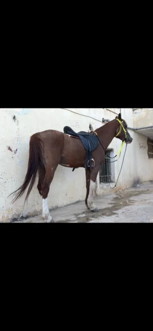 حصان عربي عمر اربع سنين سعر3500 شيقل