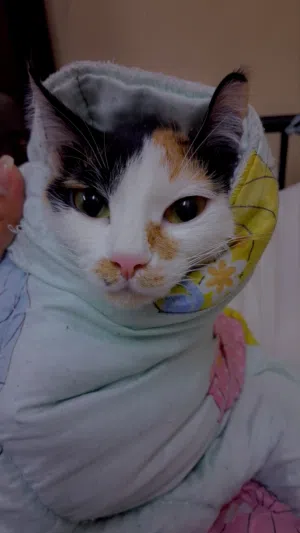 Cat For Free