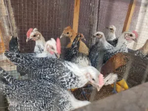 دجاج فيومي ذهبي وفضي